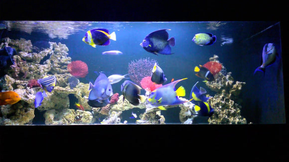 How to Maintain Quality Salt Water for a Saltwater Fish Aquarium