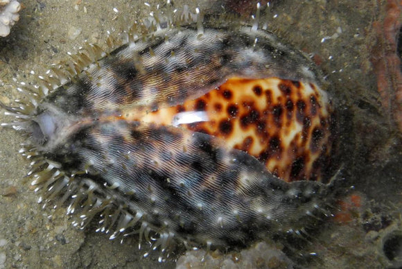 Sunday Invertebrates - The Tiger Cowrie